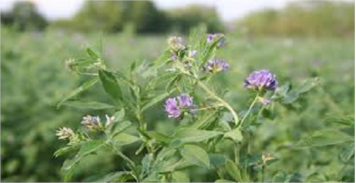 برنامه تغذیه یونجه